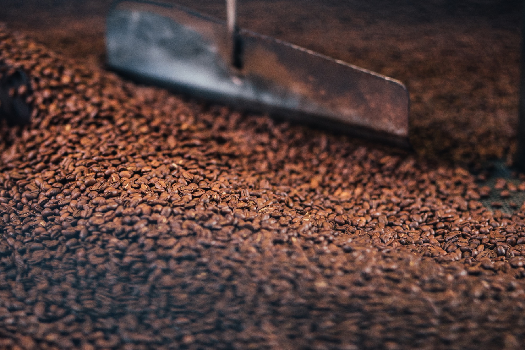 Chicchi di caffè tostati pronti